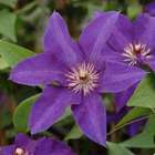Clematis x 'The President': C6L