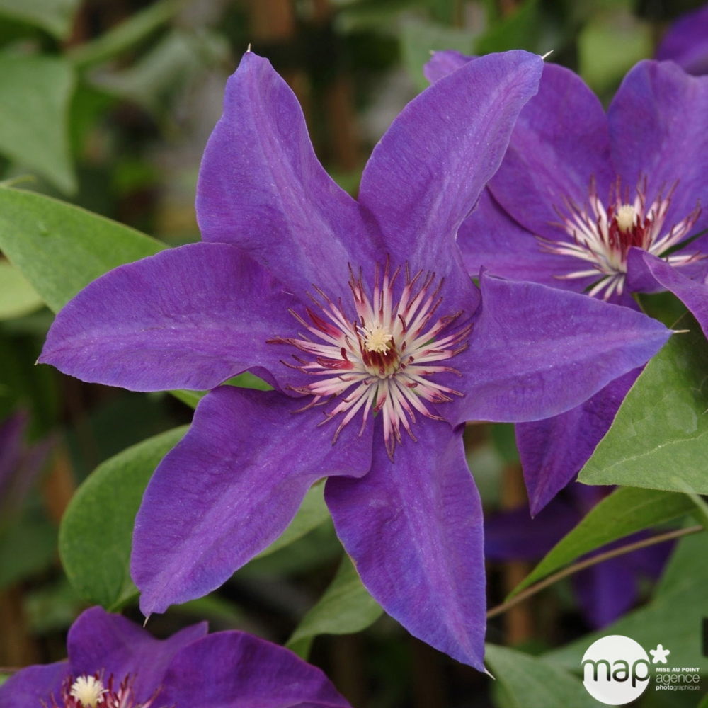 Clematis x 'The President': C6L