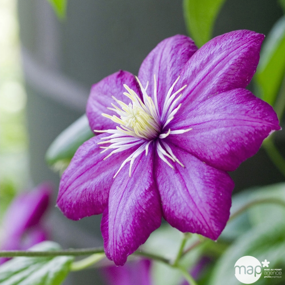 Clematis ' Ville de Lyon ': C6L