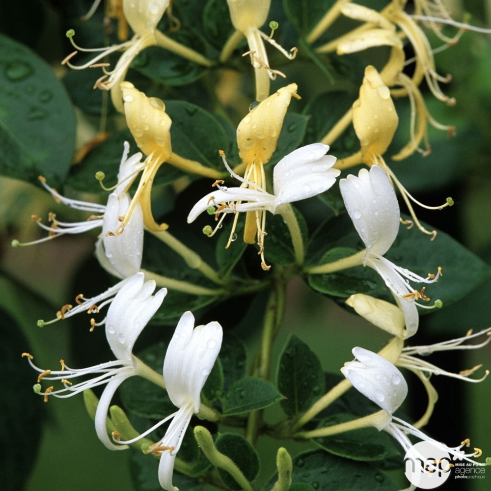 Lonicera 'Hall's Prolific':pot 6L M.D.D.