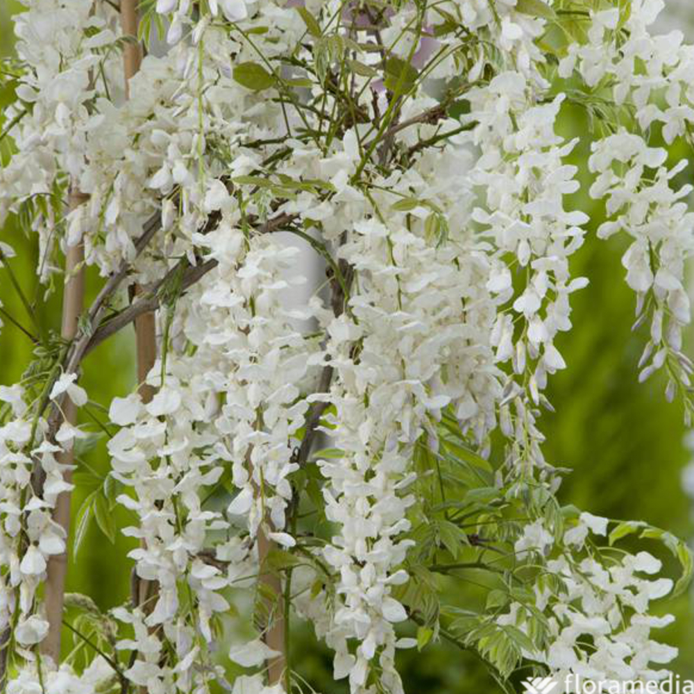 Wisteria sinensis alba H.120cm : pot 3L