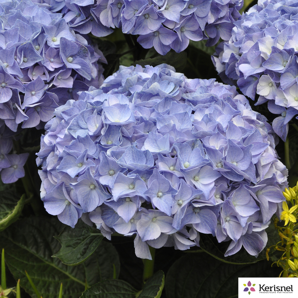 HYDRANGEA PRIMEUR ANDA C10L-(697933)