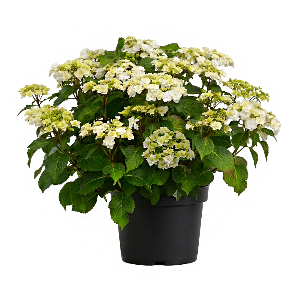 Hydrangea macrophylla 'Wedding Gown': C5L