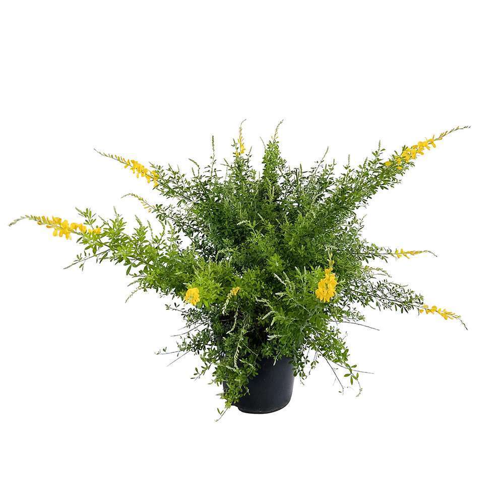 Genista racemosa : pot 15L