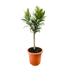Nerium Oleander : pot 3.8 litres - tige
