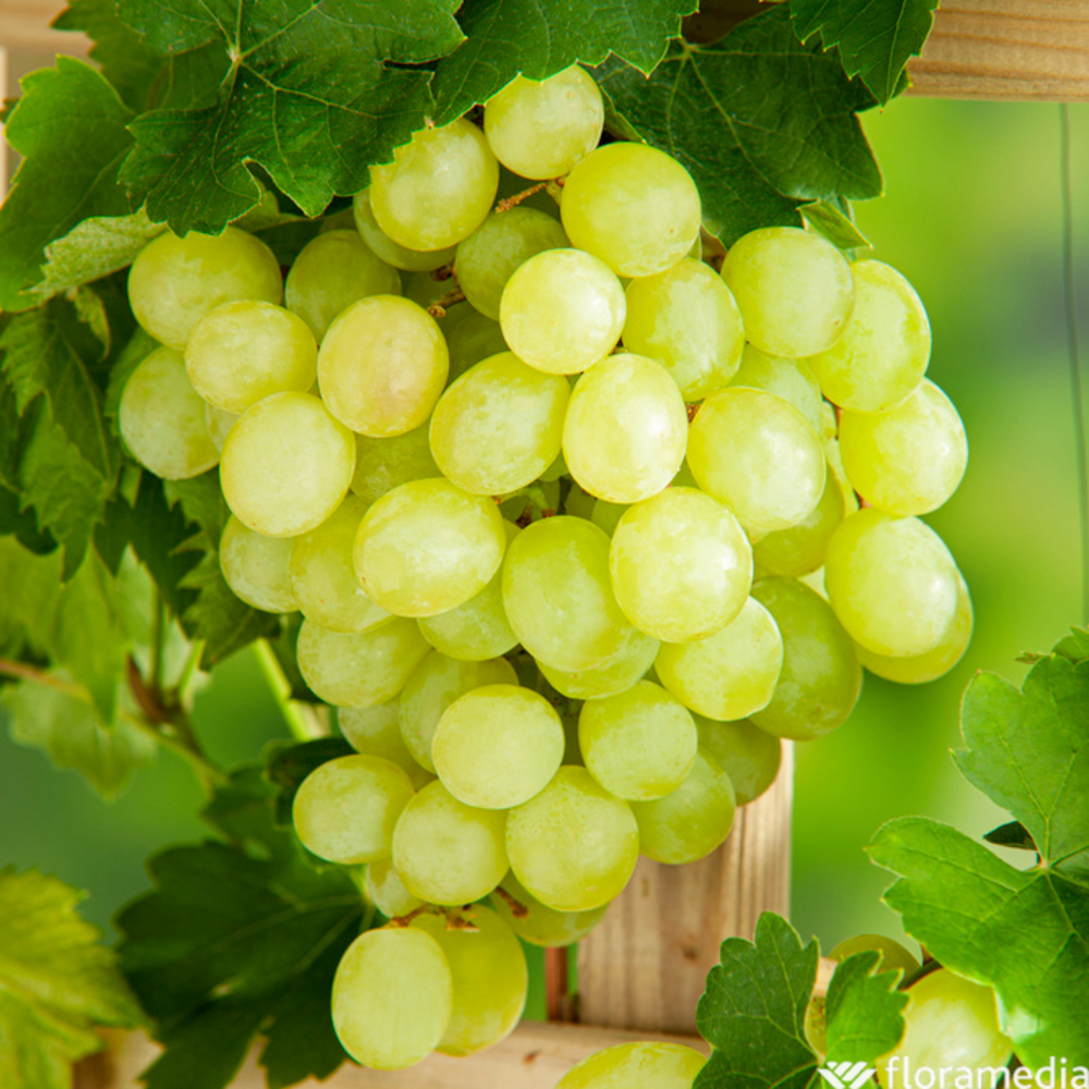 Vigne (Vitis vinifera) : Pot D. 35cm