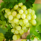 Vigne (Vitis vinifera) : Pot D. 35cm