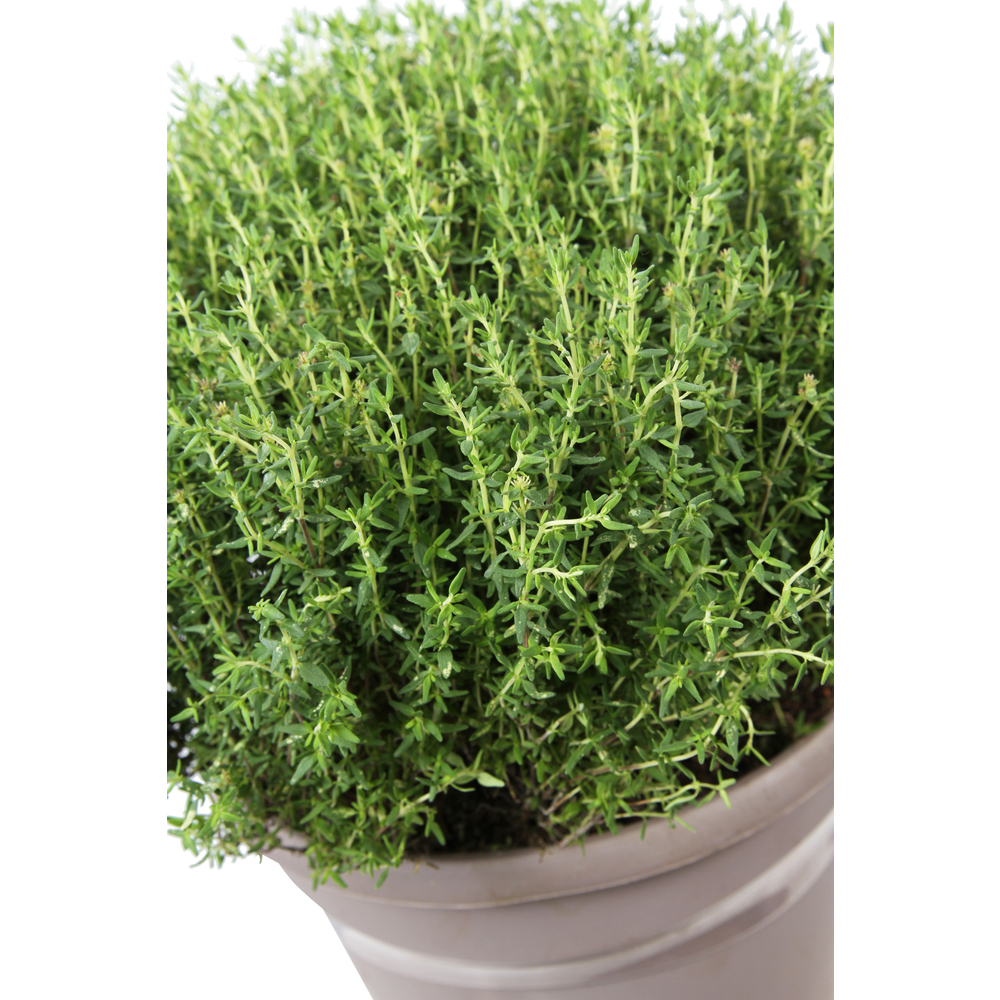Thym commun : pot 0,5L