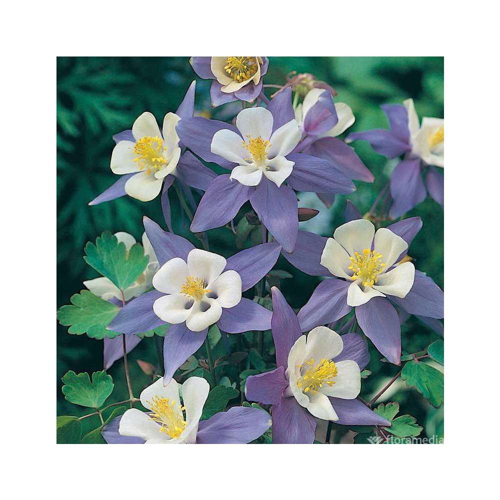 Ancolie blue bird : C2L