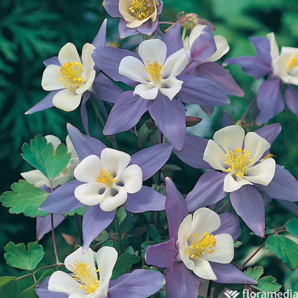 Ancolie 'Navy and white':conteneur 2 litres