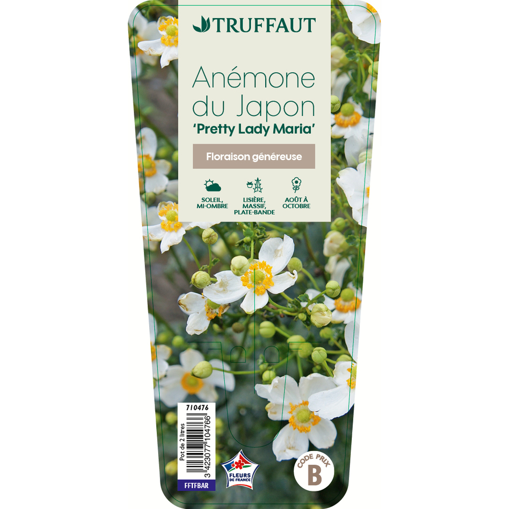 Anemone 'Pretty Lady Maria':conteneur 2 litres