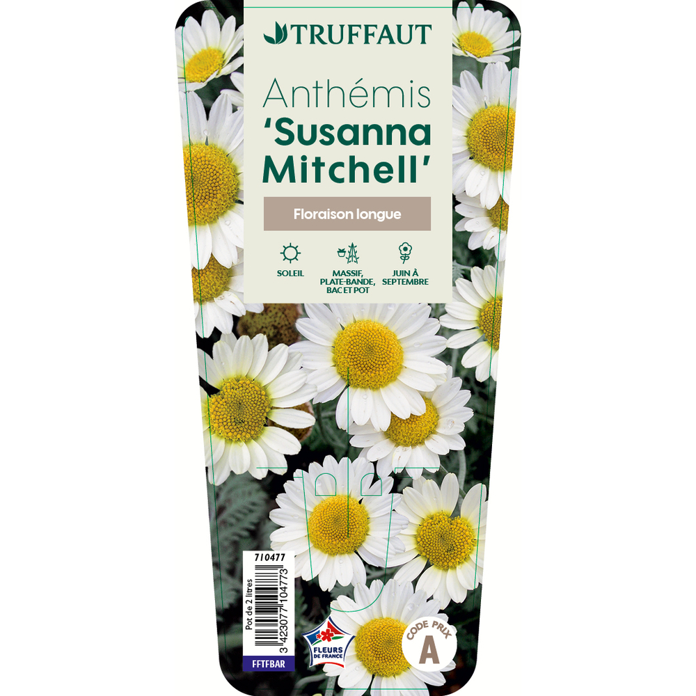 Anthemis 'Susanna Mitchell': C2L