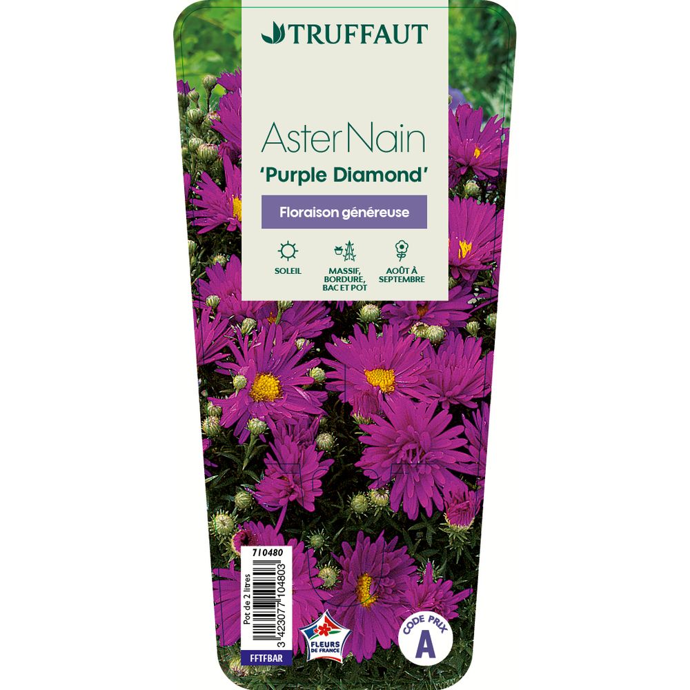 Aster nain 'Purple Diamond ':conteneur 2 litres