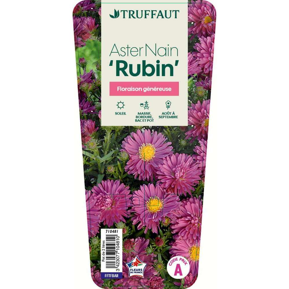 Aster nain 'Rubin': C2L