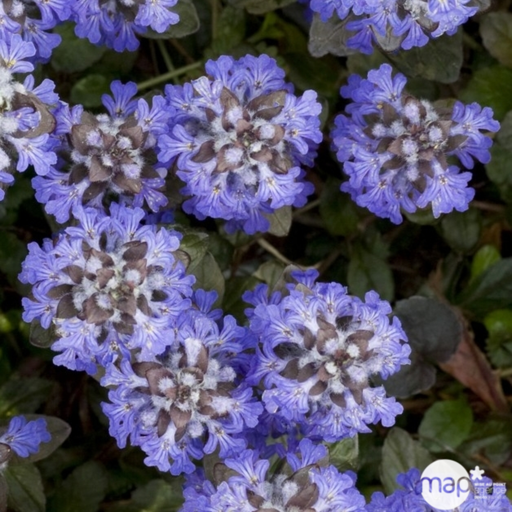 Bugle rampante pourpre : C2L