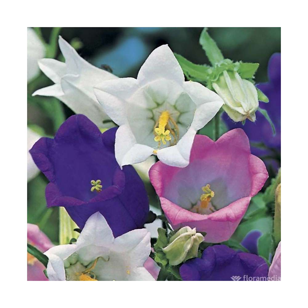 Campanule carillon : C2L