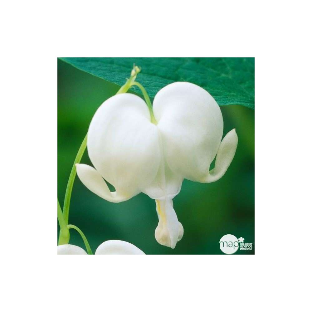 CÅur de Marie Alba C2L