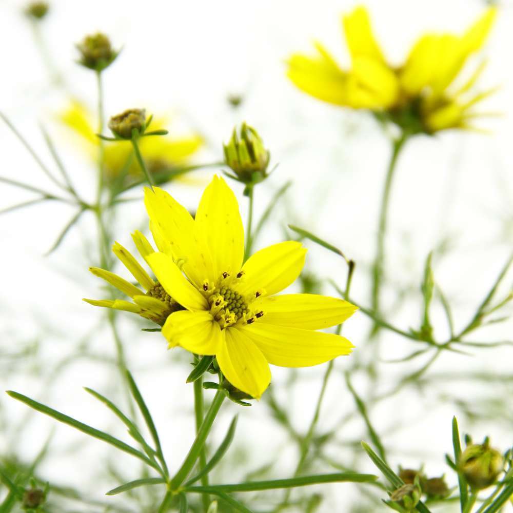 Coréopsis Zagreb : C2L