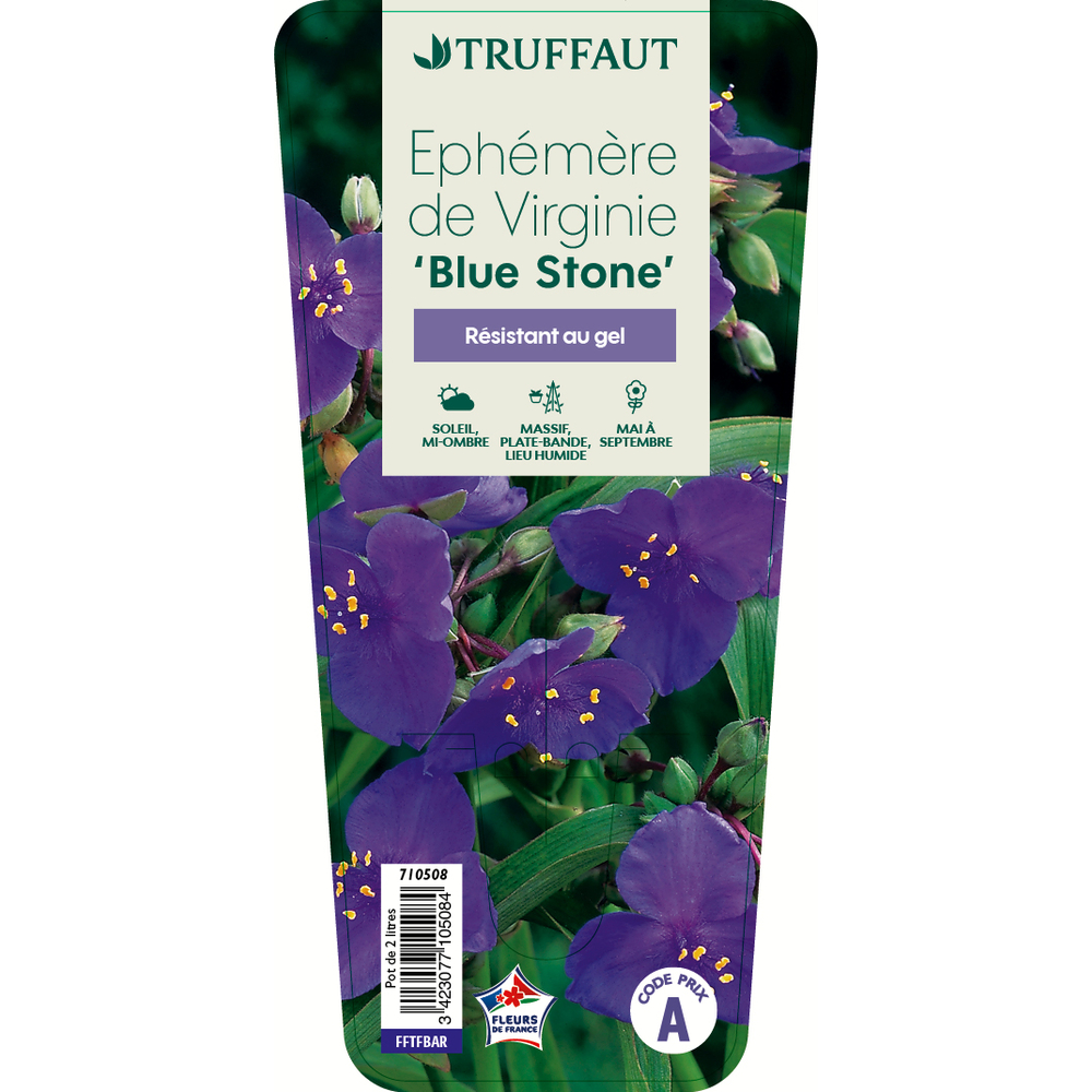 Ephémère de Virginie Blue Stone : C2L