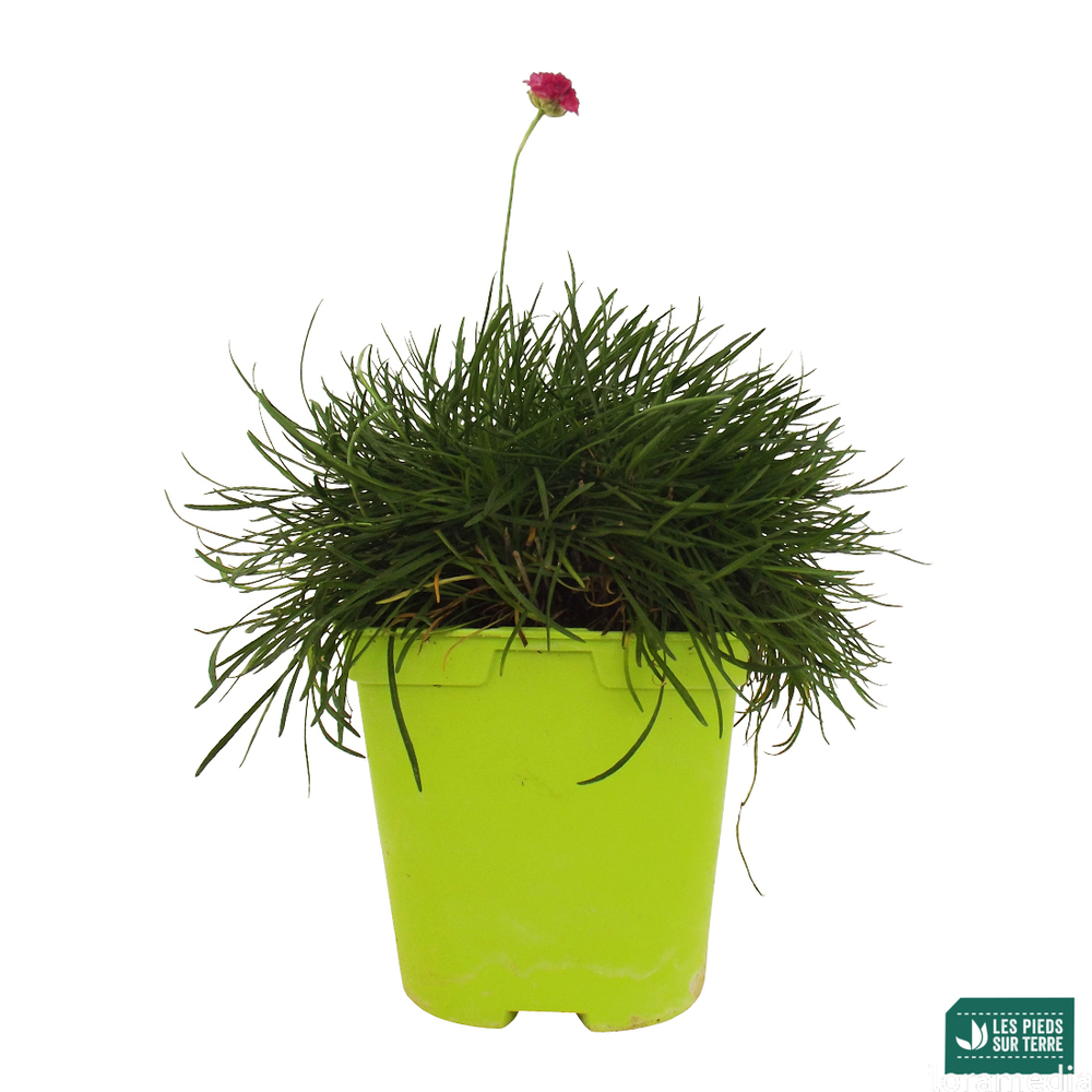 Gazon d'Espagne 'Morning Star Deep Rose' C2L