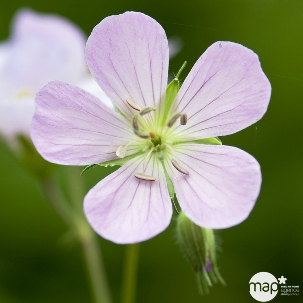 Géranium vivace Chatto : C2L