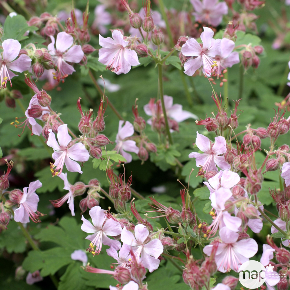 Géranium vivace des Balkans : C2L