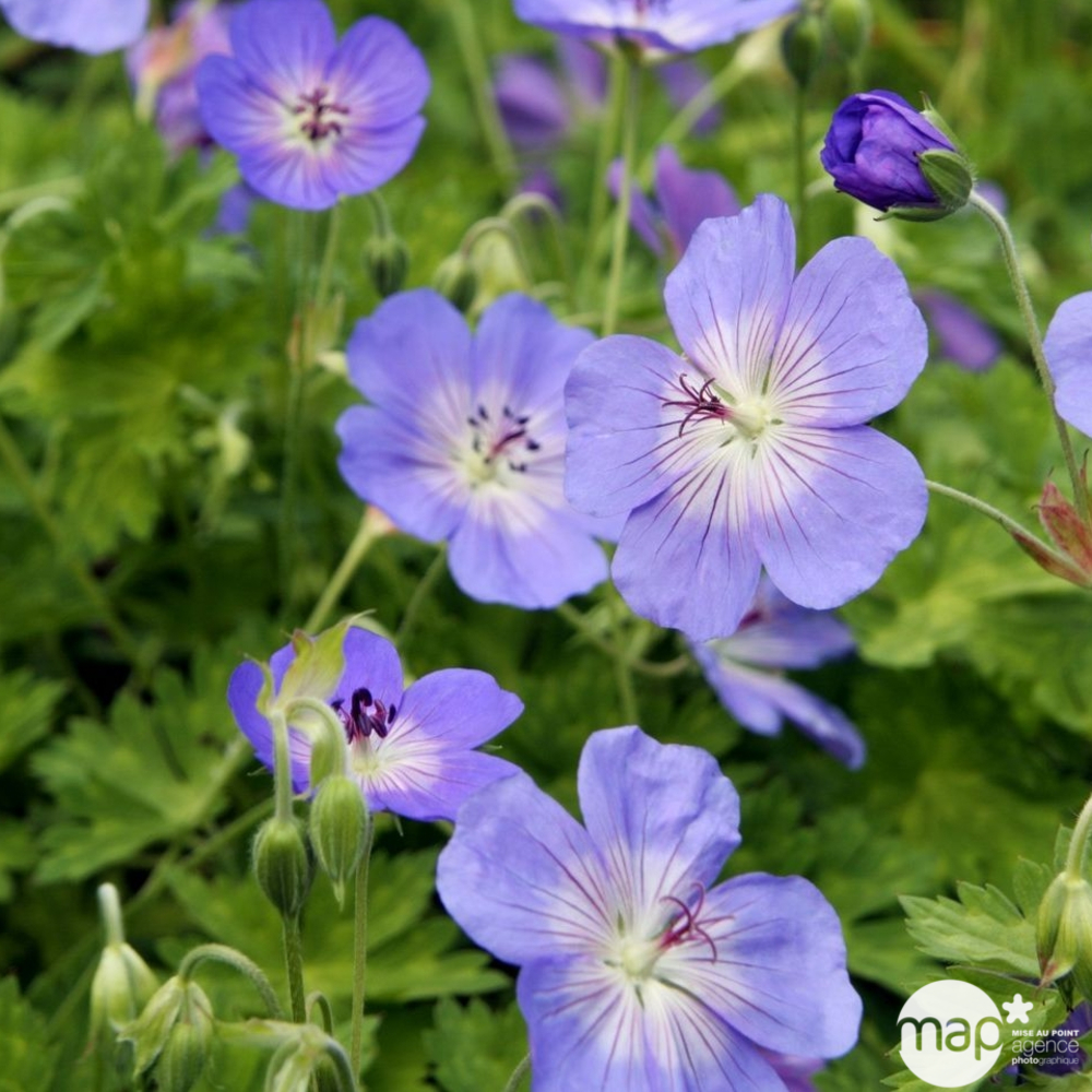 Géranium Rozanne ® : C2L