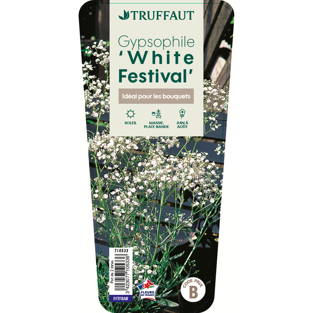 Gypsophile 'White Festival': C2L