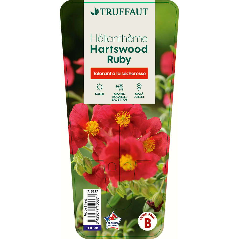 Hélianthème 'Hartswood Ruby':conteneur 2 litres