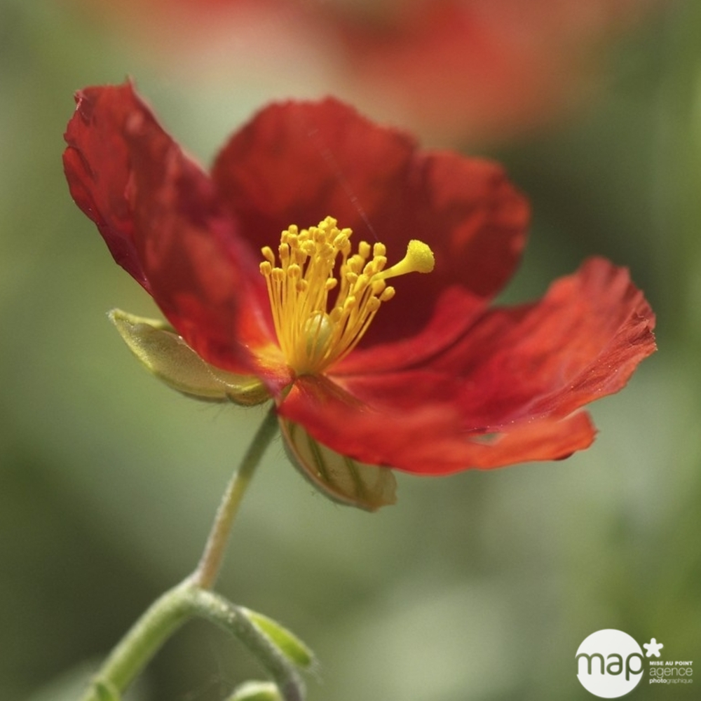 Hélianthème Henfield Brillant : C2L