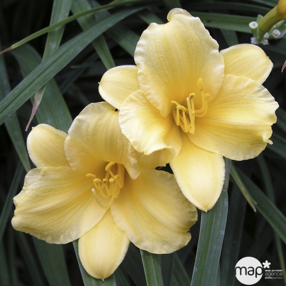Hémérocalle Stella de Oro : C2L