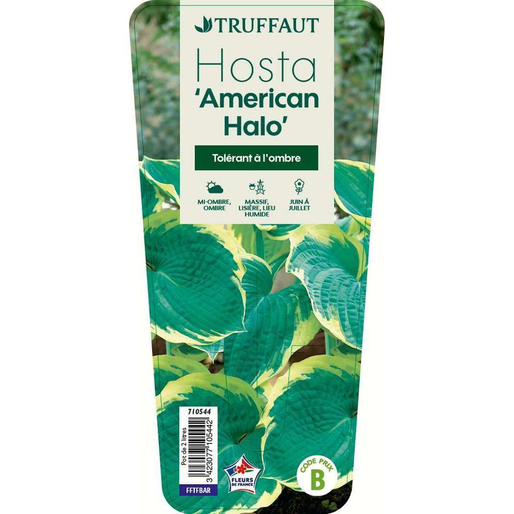 Hosta 'Amercican Halo' : C2L