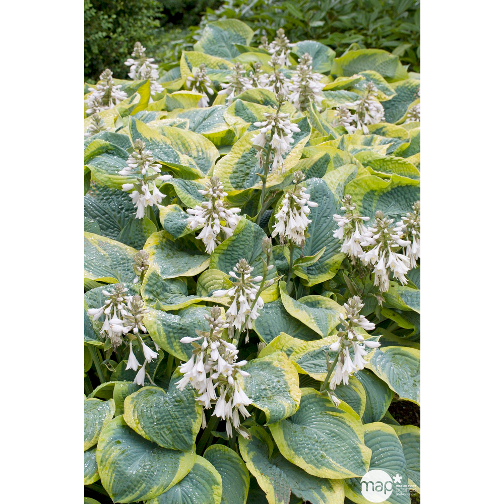 Hosta Frances Williams : C2L