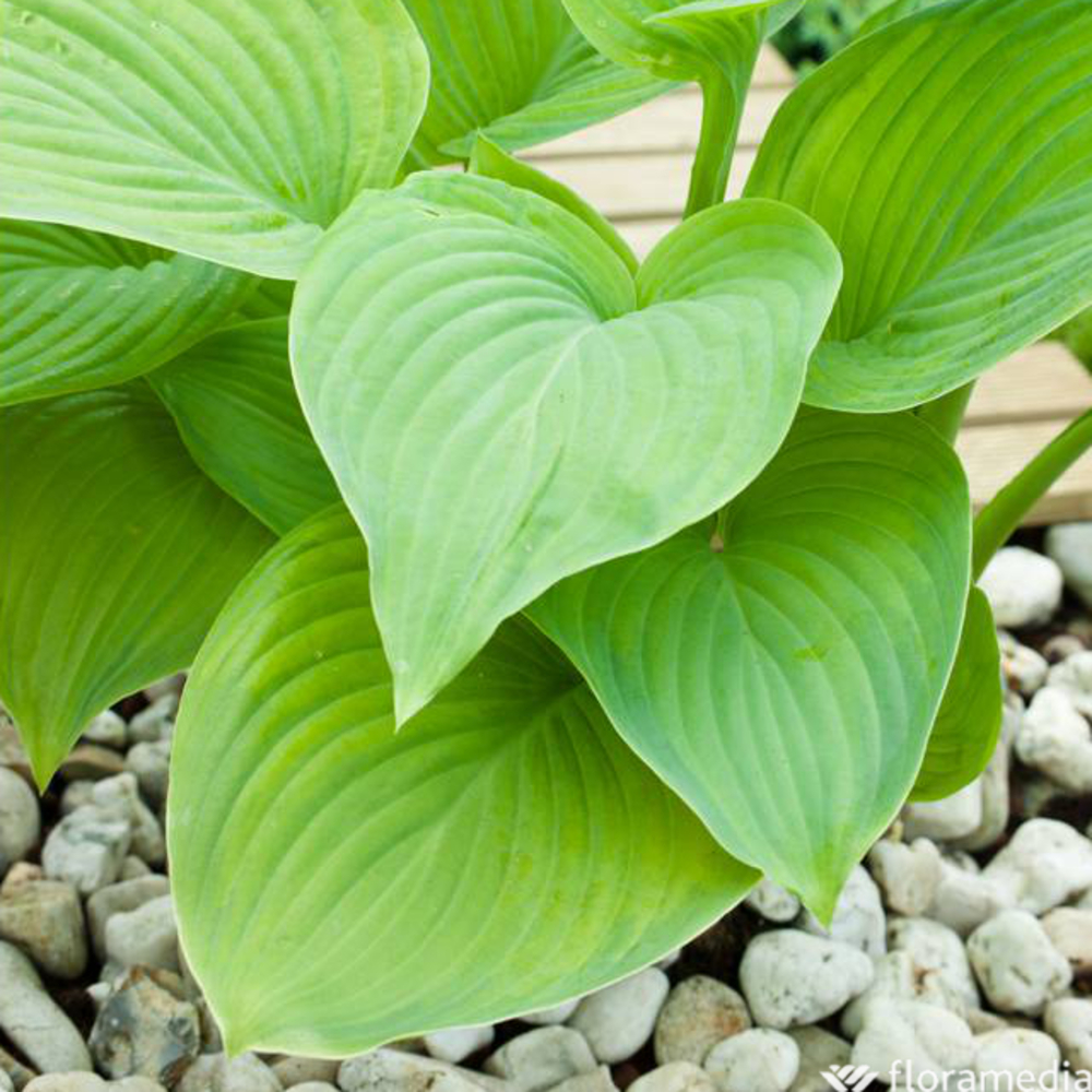 Hosta 'Guacamole' : C2L