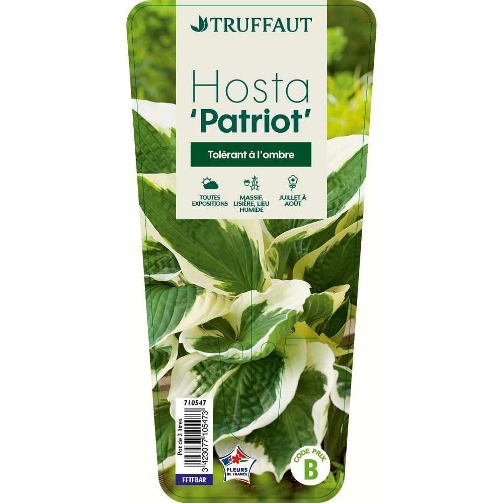 Hosta 'patriot': C2L