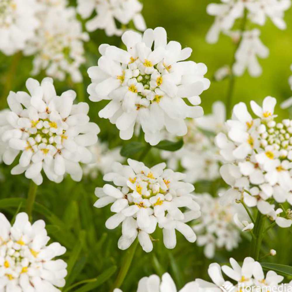 Thlaspi Snowflake C2L