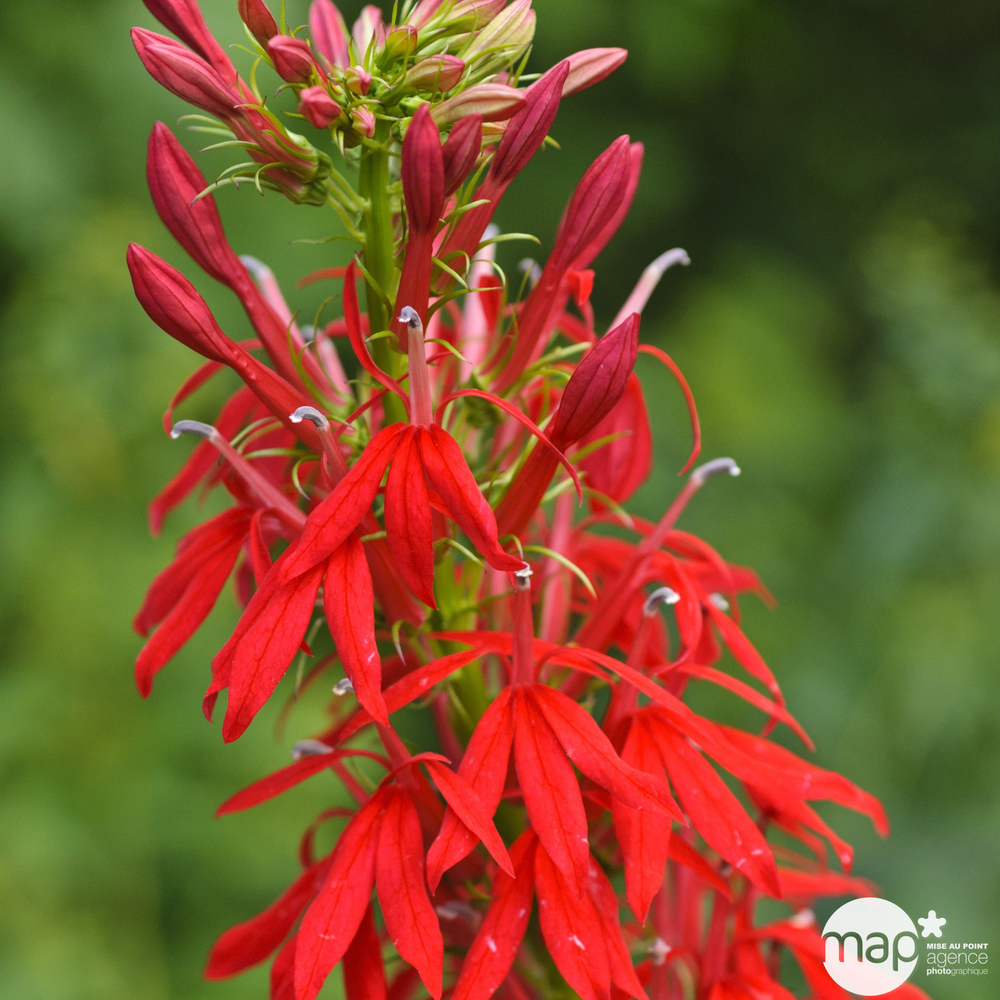 Lobélie Queen Victoria C2L