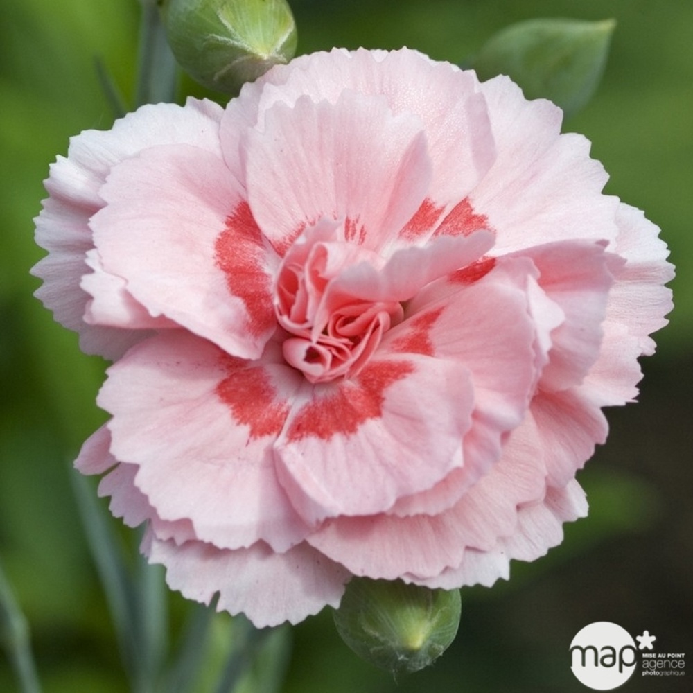 Œillet mignardise Memories C2L