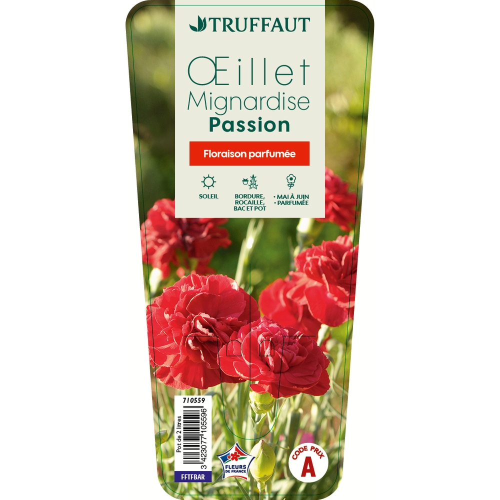 Åillet mignardise 'Passion': C2L