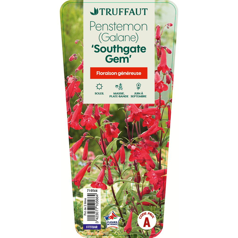 Penstemon Southgate Gem : C2L