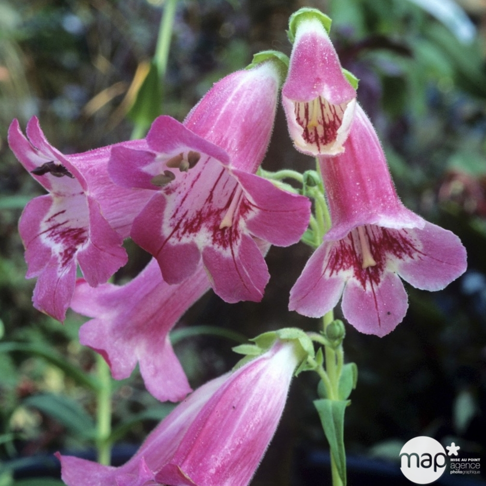 Penstemon Souvenir d'Adrien Régnier : C2L