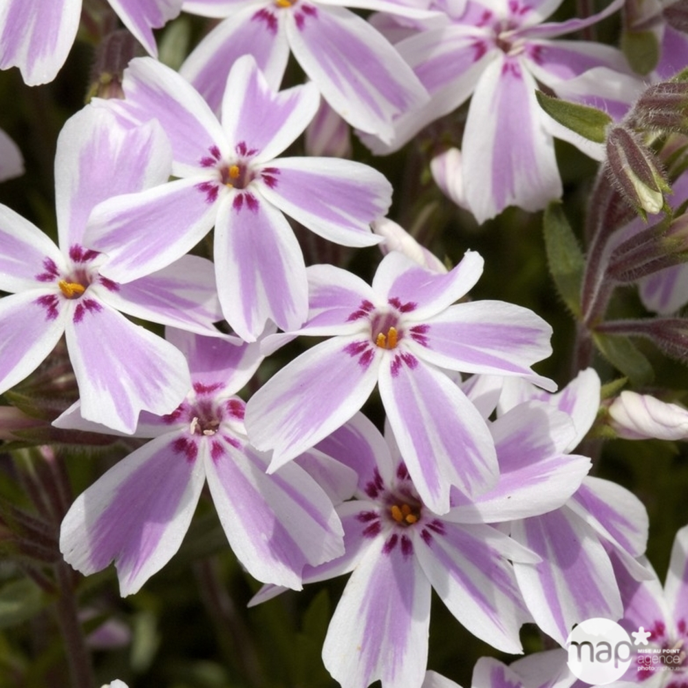 Phlox nain Candy Stripes : C2L