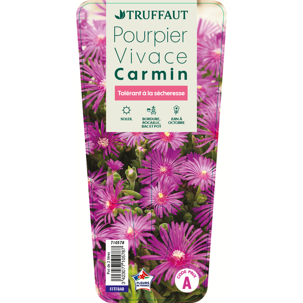 Delosperma vivace carminÂ : C2L