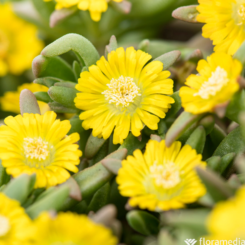 Pourpier vivace Golden Wonder : C2L