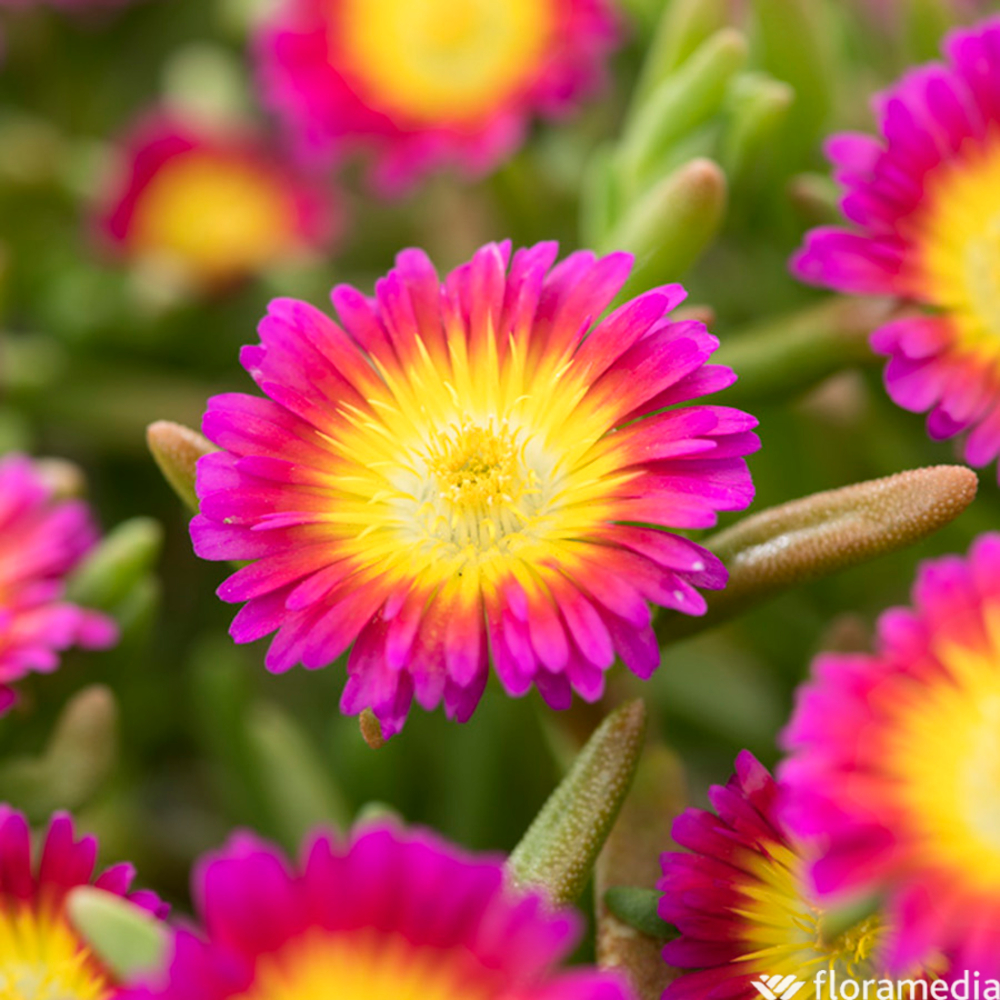 Pourpier vivace Hot Pink Wonder : C2L