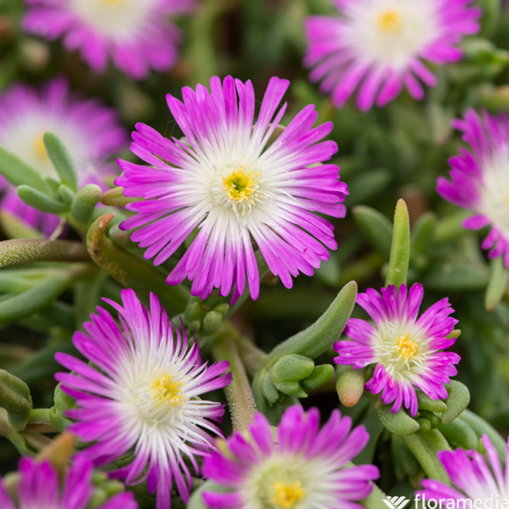 Pourpier vivace 'Violet Wonder' : C2L