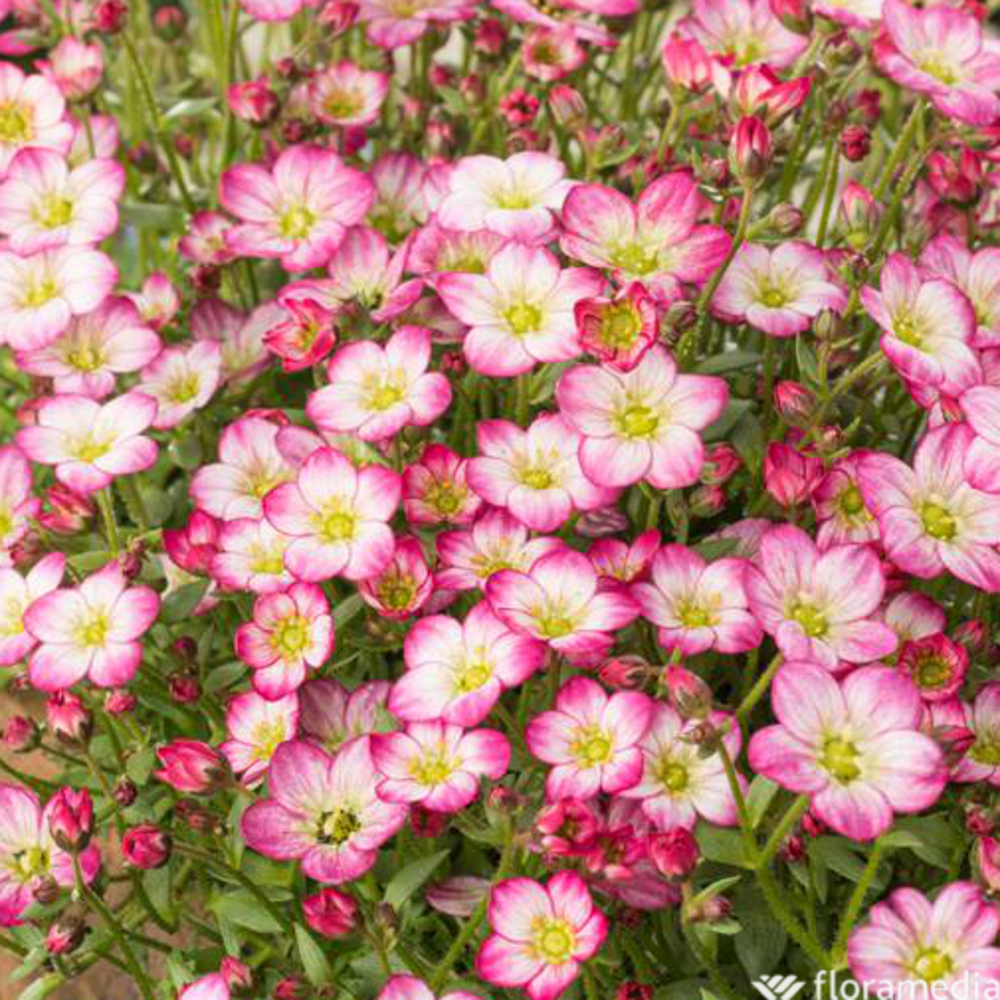 Saxifrage Alpino Early Picotte C2L