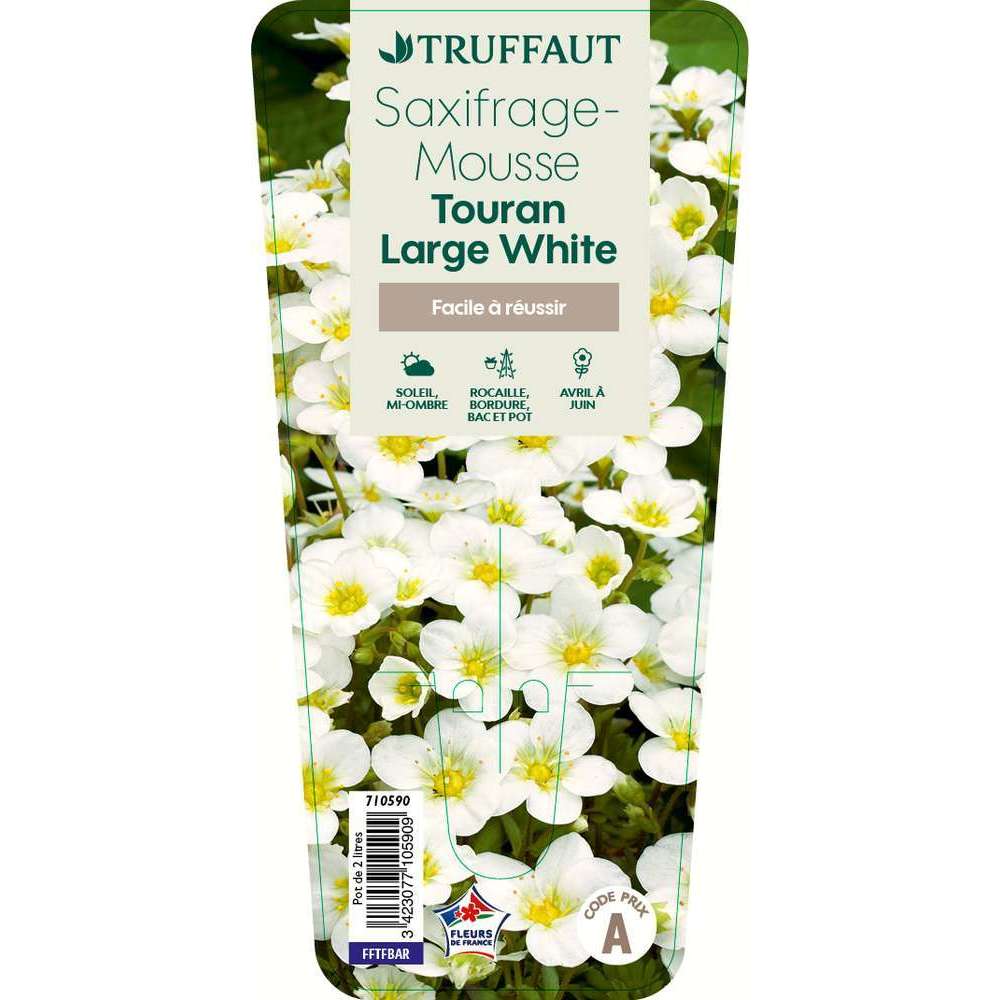 Saxifrage Touran large White C2L
