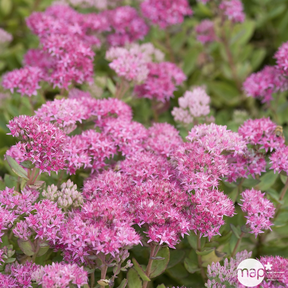 Sedum 'Carl':conteneur 2 litres