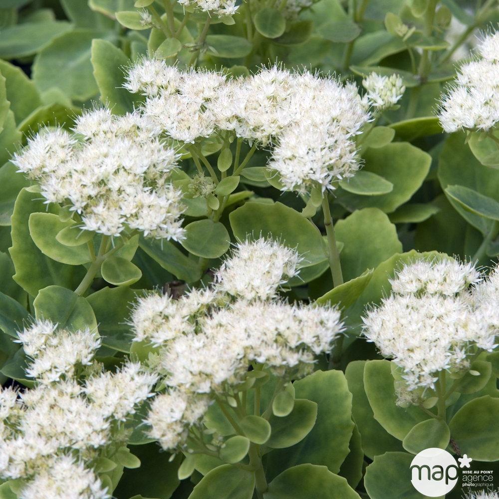 Sedum 'Iceberg': C2L